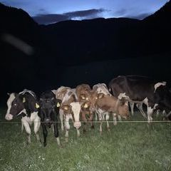 Da werden zu später Stunde selbst die Kühe auf der benachbarten Weide neugierig :-)