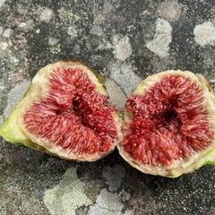 Stilleben: Mitgebrachte Feigen aus einem Freiburger Garten
