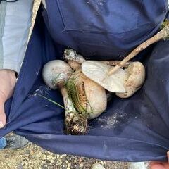 Mehrere Parasol als Beute in der Schürze :-))