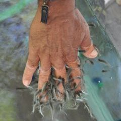 Die Putzerfische für Füße, aber auch für die Hand für wenige Teelöffel
