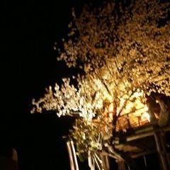Das Baumhaus in der erleuchteten Kirschblütenpracht bei Nacht ...